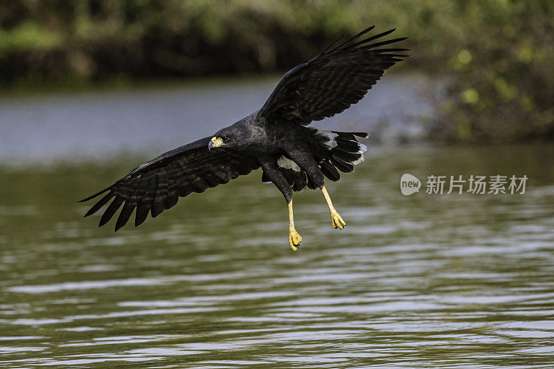 大黑鹰(Buteogallus urubitinga)是鹰科的一种猛禽。在巴西潘塔纳尔捕鱼觅食。